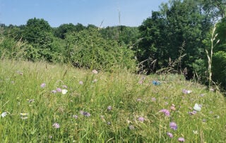 Exemple d'une parcelles acquises dans le cadre du projet de l'ENS des Côtes de Clermont