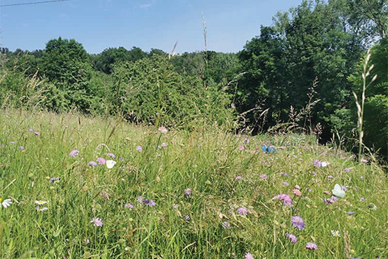 Exemple d'une parcelles acquises dans le cadre du projet de l'ENS des Côtes de Clermont
